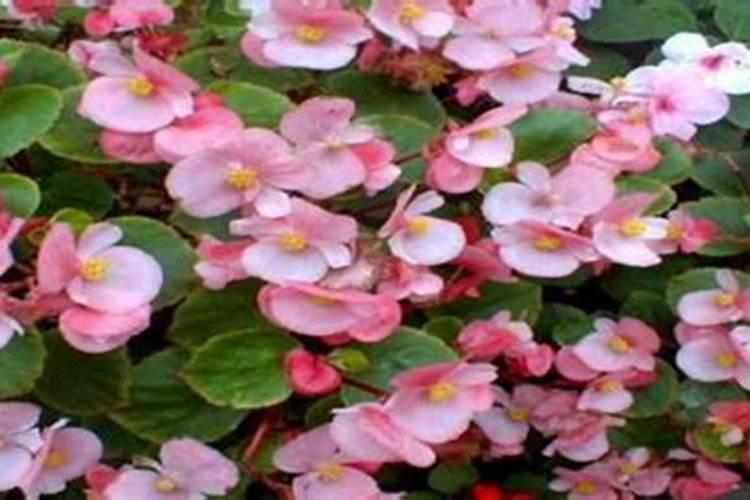 满天星种子种植方法