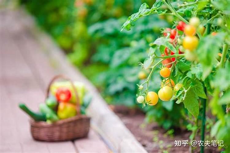 饼肥是氮肥还是钾肥