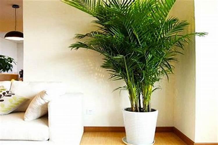 散尾葵叶子抱紧不散怎么回事？