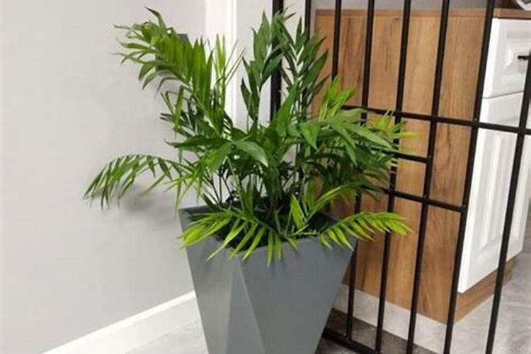 散尾葵的叶子干枯发黄怎么办？