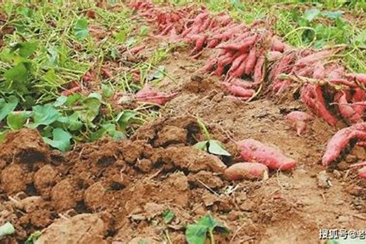 刚栽好的红薯秧能放磷肥吗他烧不烧？