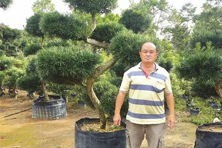 一盆绿萝放几粒复合肥