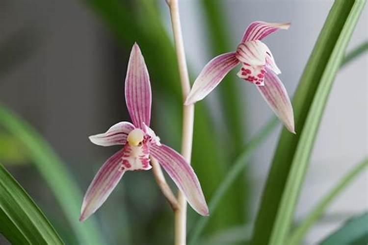 建兰什么时候用磷酸二氢钾催花