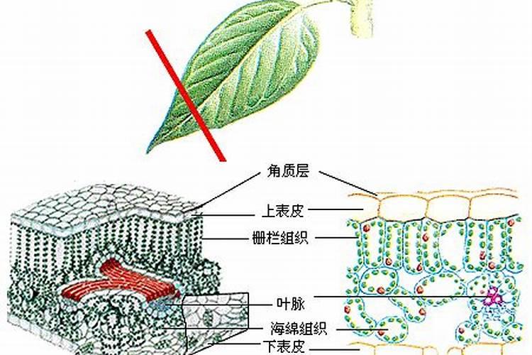 什么叶面肥能使叶子快速变绿变厚？