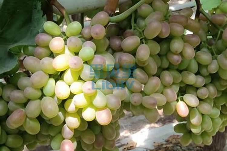 杜鹃花怎么养才能更旺盛,做到了,一棵绽放100朵,枝繁叶茂