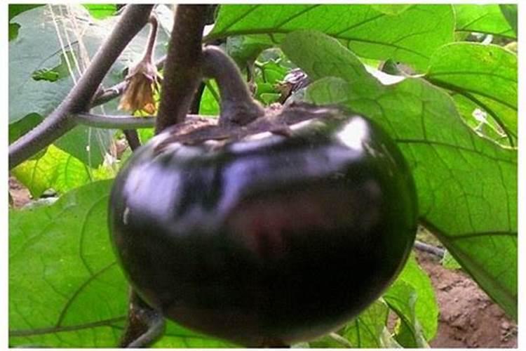 如何给草莓浇水？