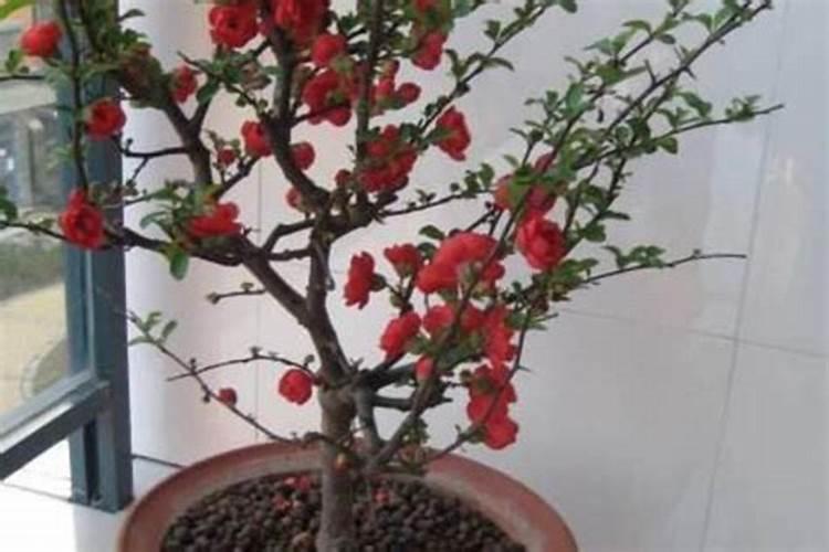 海棠花怎么施肥,海棠花施复合肥最好