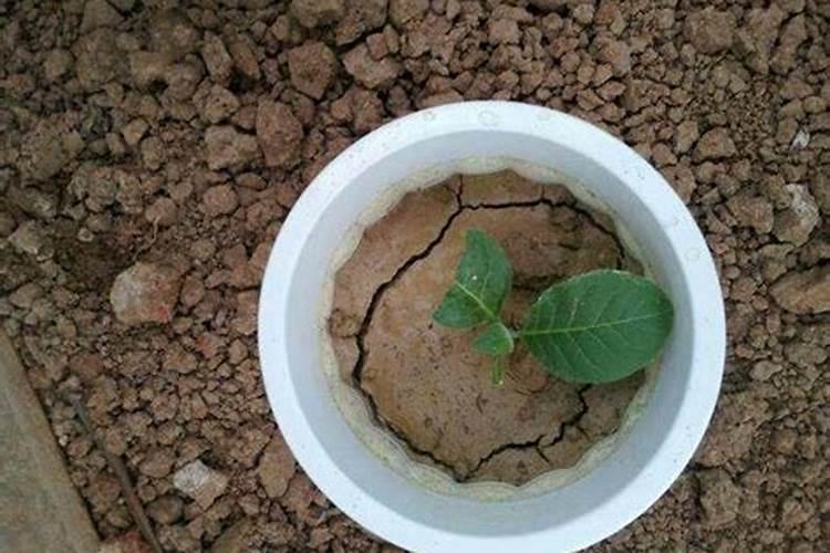 沙质土壤用什么肥料好？