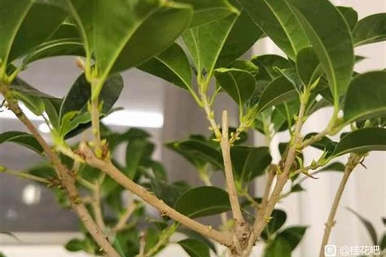 桂花树一般都使用什么叶面肥