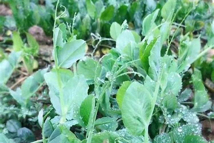 荷兰豆长多高才打顶