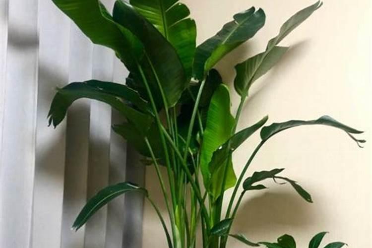 天堂鸟施肥需施什么肥料