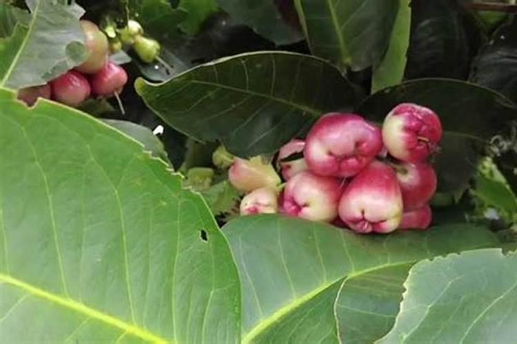 虾壳磨成粉有什么作用？