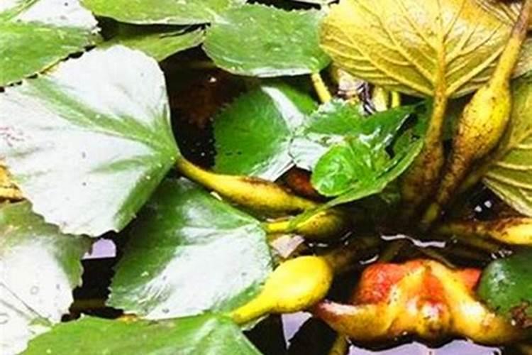 亚磷酸钾能控制辣椒苗期的旺长吗对吗？