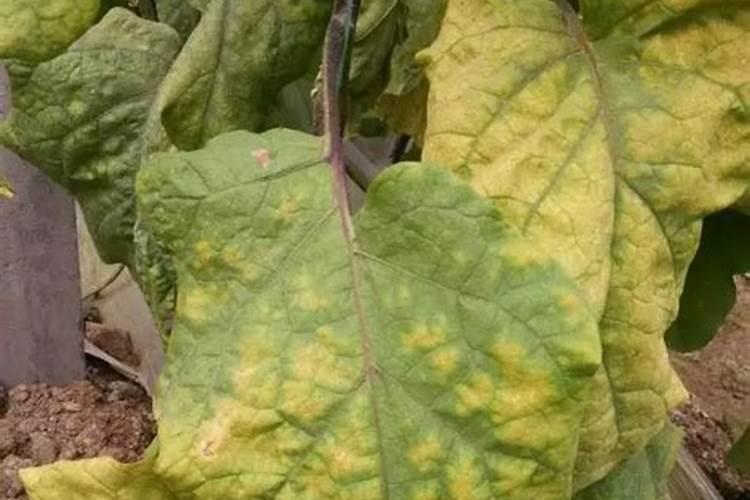 金弹子卷叶是什么情况