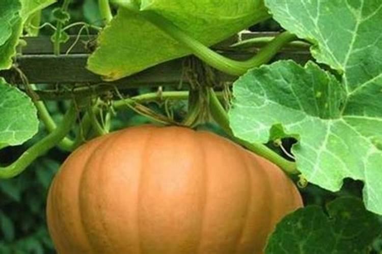 南瓜多久施一次肥