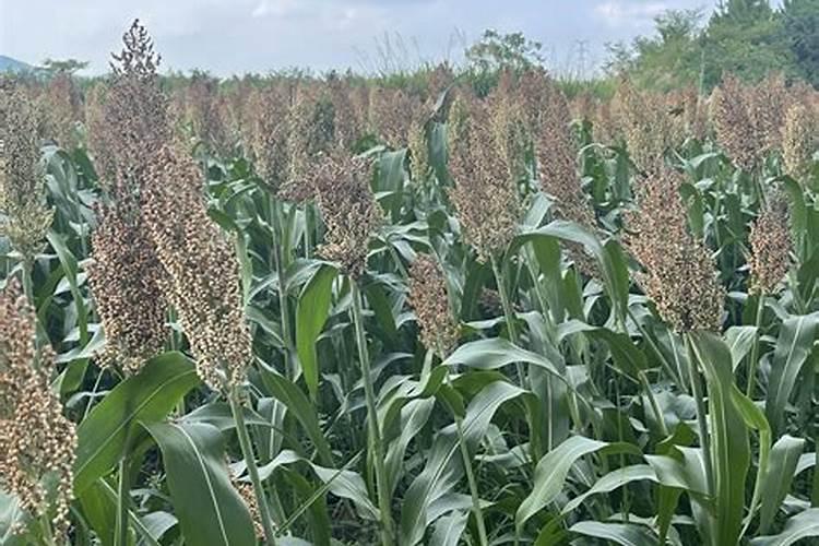 高粱种植应如何进行科学施肥？