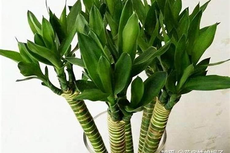 过冬莴笋种植技术