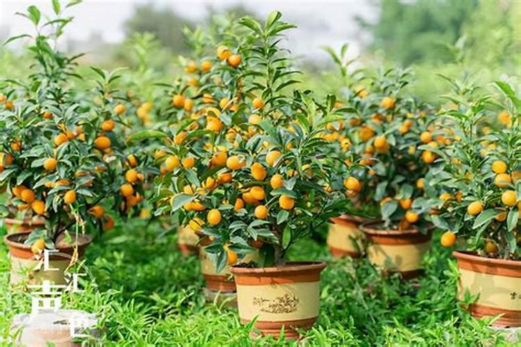 金桔树施肥时间和方法