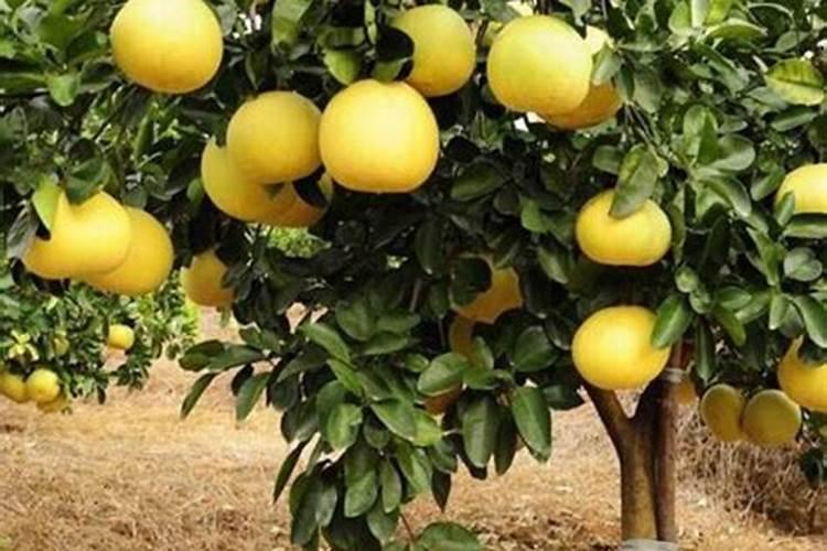 柚子树施什么肥料最好