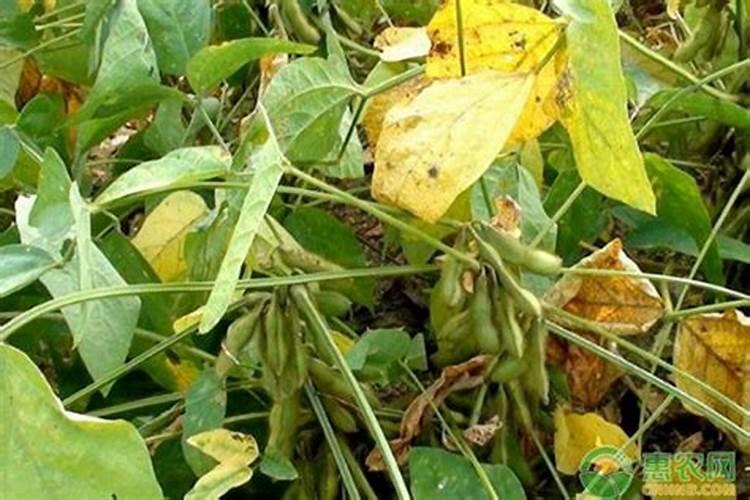 请问使用什么化肥对土壤有疏松结