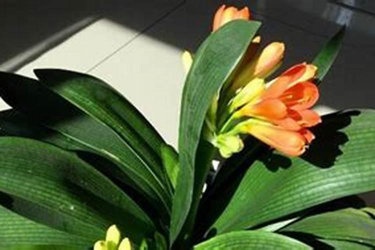 君子兰最好的肥料