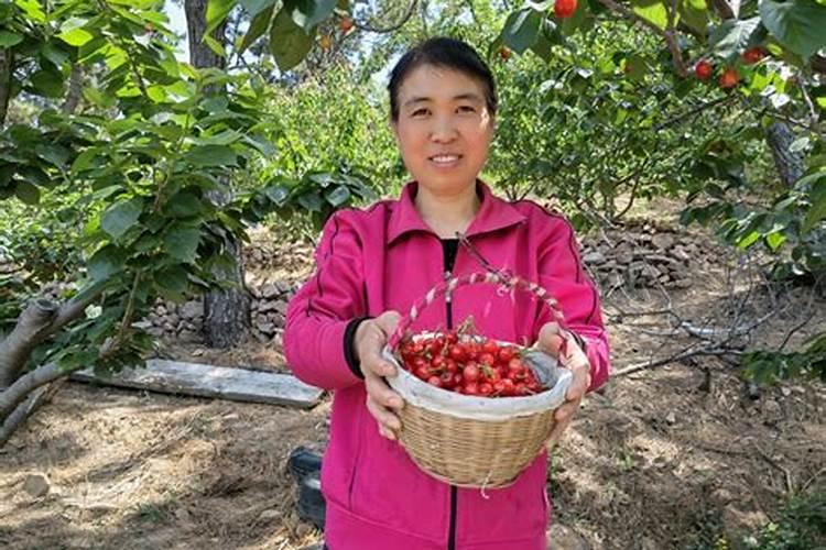 大樱桃树秋施基肥为什么重要？不同树龄的树,施肥量多少合适？