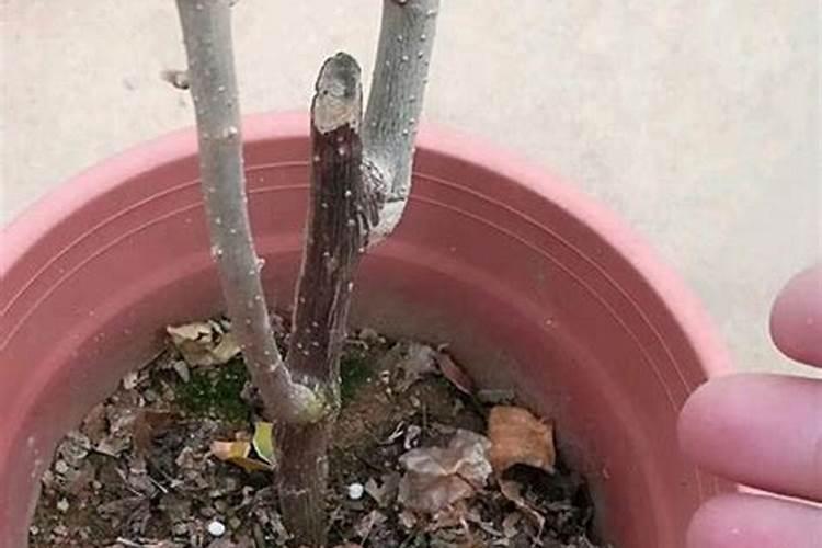 复合肥撒施技巧