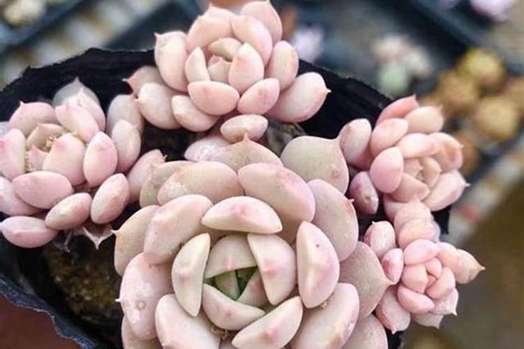 四季豆叶面洒肥的同时根部还需要施肥吗