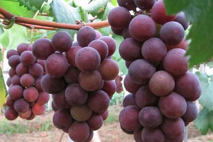 夏天时令蔬菜有哪些