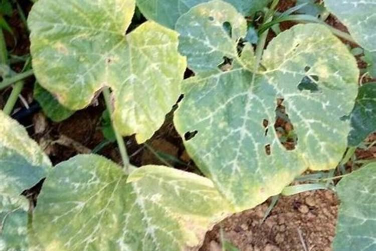 蜜本南瓜叶片变黄怎么办？