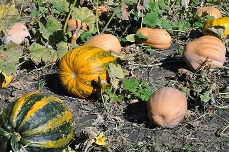 南瓜黄叶病用什么药