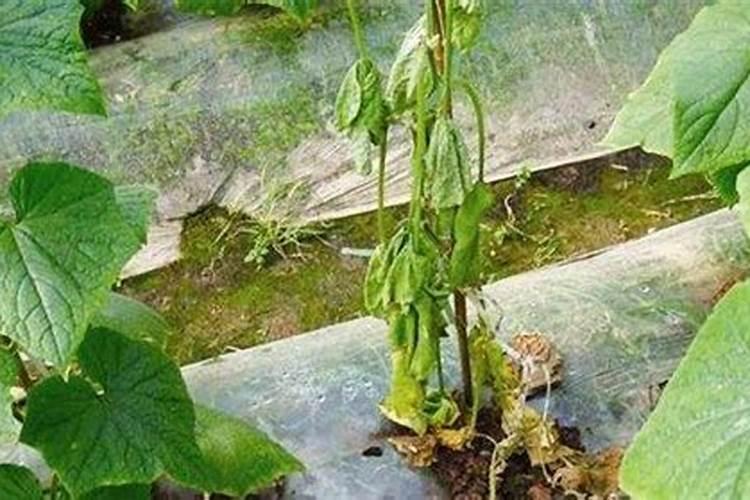 南瓜叶大量变黄怎么办？氵南瓜叶黄多多不知道何因也少结瓜？