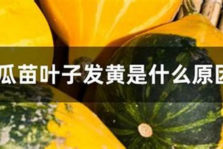 用什么改良碱性土壤