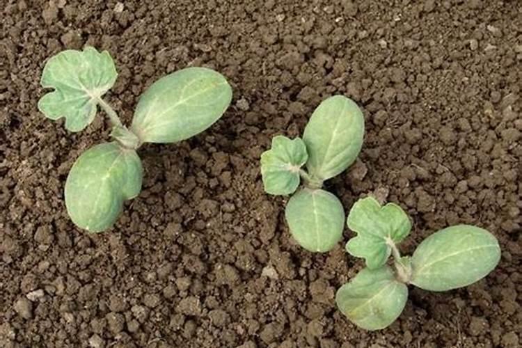 我是一个瓜农,谁能告诉我怎么操作,才能种植出又大又甜的西瓜？