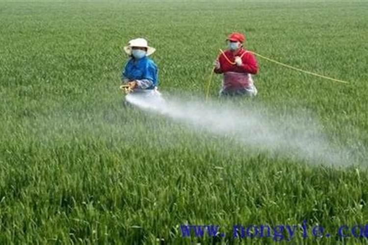 冲施的钙肥有哪些？