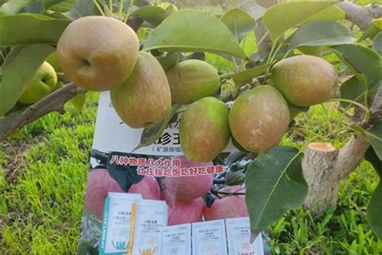 适合家里种的、花香色艳的、寓意好的果树有哪些？