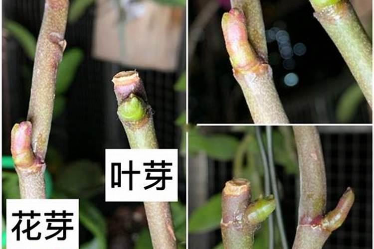 三角梅盆景多久施一次多效唑为好