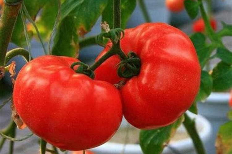 西红柿打什么叶面肥好