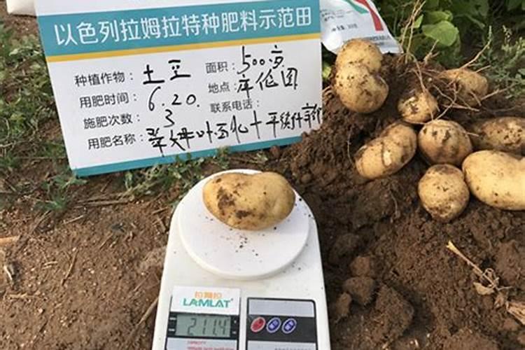 土豆施肥时间和方法