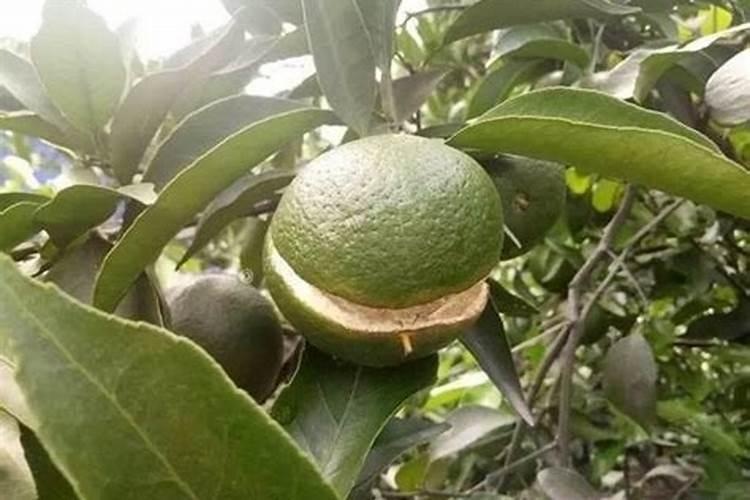 柑橘的营养需肥有哪些特性？