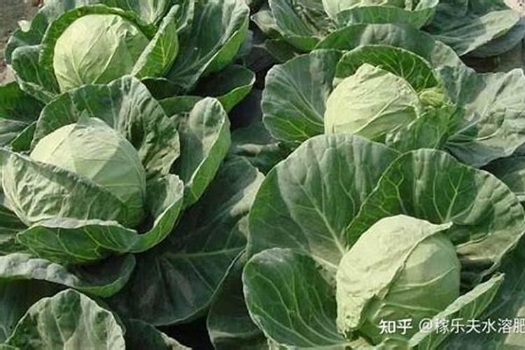 腐植酸水溶肥是什么肥料 腐植酸水溶肥料的作用有哪些