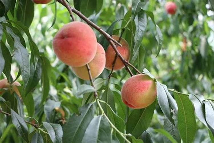 施什么肥可以促进植物生长、给植物施肥的注意事项