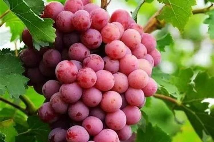 三角梅用什么肥料开花