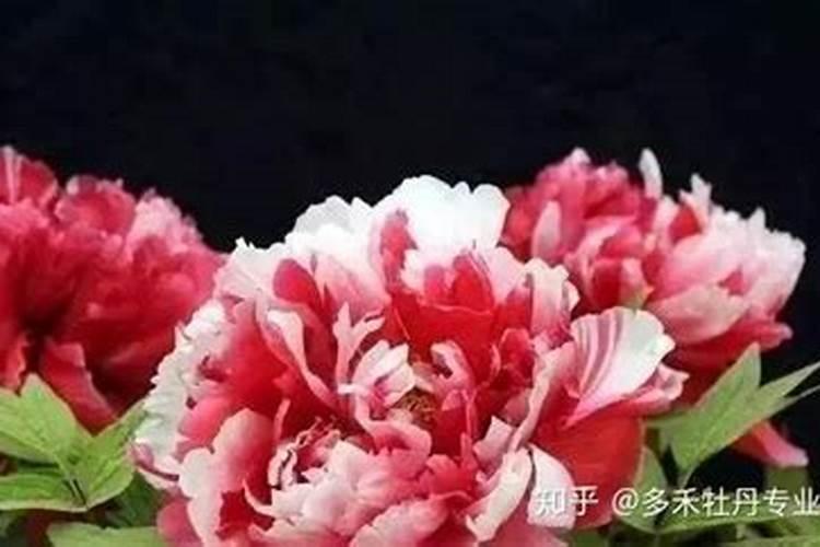 地栽牡丹秋季如何养护