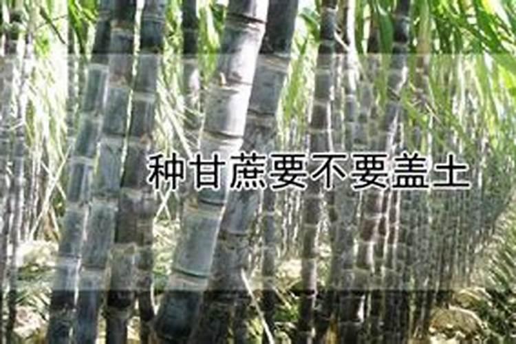 甘蔗施什么肥易长高长粗