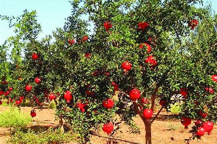 每天给果树上喷钾肥果实着色吗