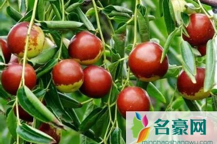 附近的有机肥生产厂家