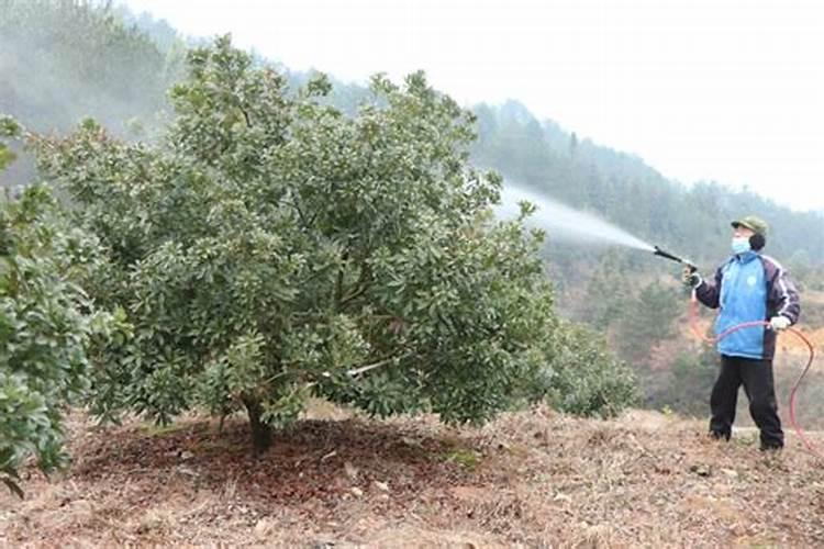 杨梅树适合什么土壤,其他养护条件有哪些