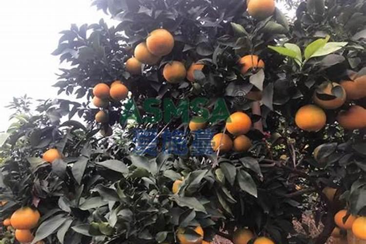 腐熟的杨树叶能养花吗