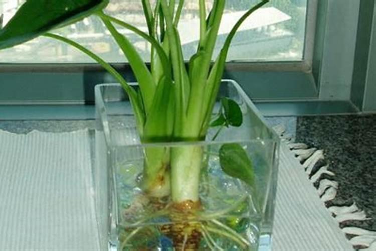 用杨树皮 芦荟叶 黄豆加水发酵可以用来浇藤本月季花吗？